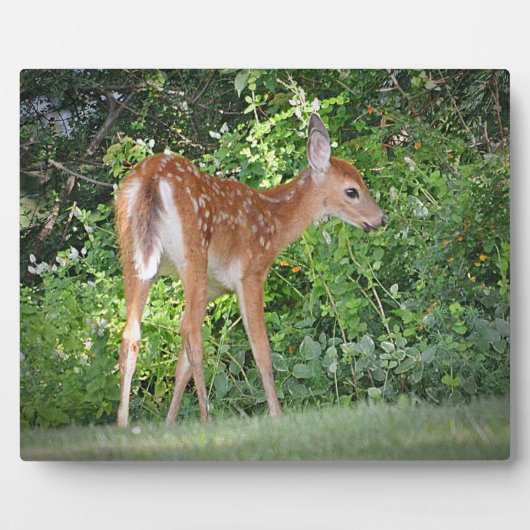 Fawn Plaque Fotoplatte (Vorderseite)