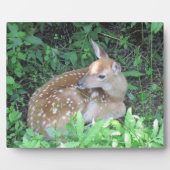 Fawn Plaque Fotoplatte (Vorderseite)