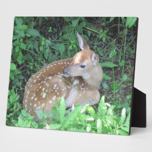 Fawn Plaque Fotoplatte