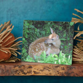 Fawn Plaque Fotoplatte (Seite)