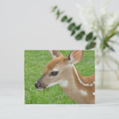 Fawn Postcard Postkarte (Stehend Vorderseite)