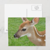 Fawn Postcard Postkarte (Vorne/Hinten)