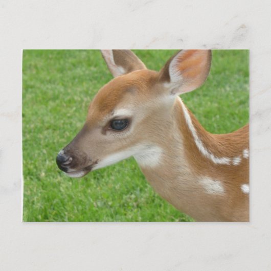 Fawn Postcard Postkarte (Vorderseite)