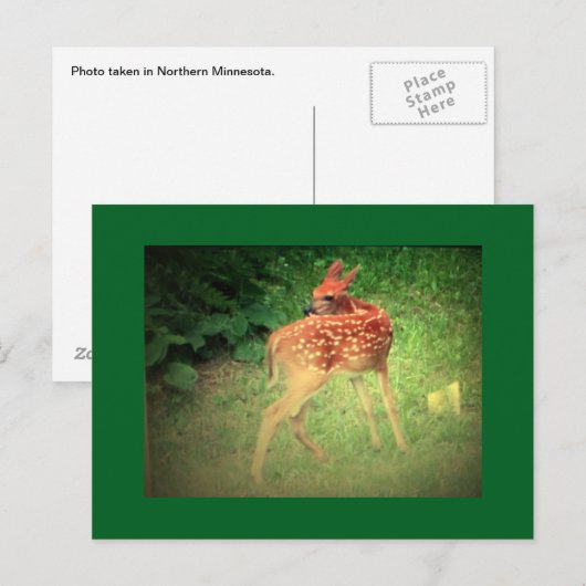 Fawn Postcard Postkarte (Vorne/Hinten)