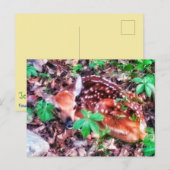 FAWN POSTCARD POSTKARTE (Vorne/Hinten)