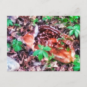 FAWN POSTCARD POSTKARTE