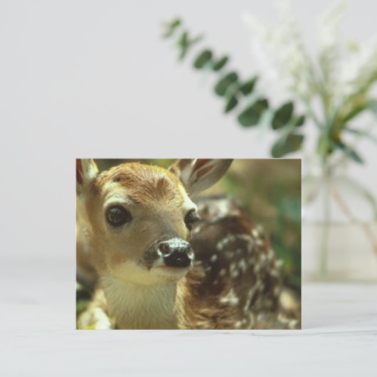 Fawn Postcard Postkarte (Stehend Vorderseite)