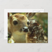 Fawn Postcard Postkarte (Vorne/Hinten)