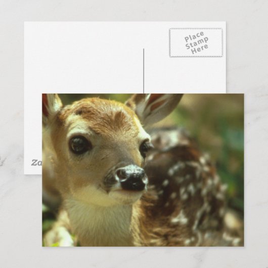 Fawn Postcard Postkarte (Vorne/Hinten)