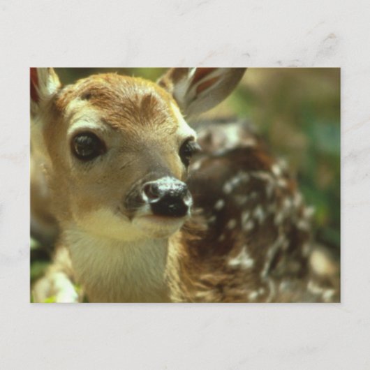 Fawn Postcard Postkarte (Vorderseite)