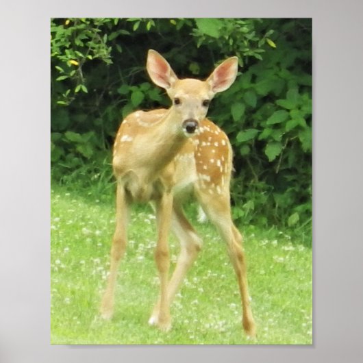 Fawn Poster (Vorne)