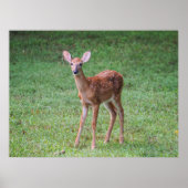 Fawn Poster (Vorne)