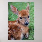 Fawn Poster (Vorne)