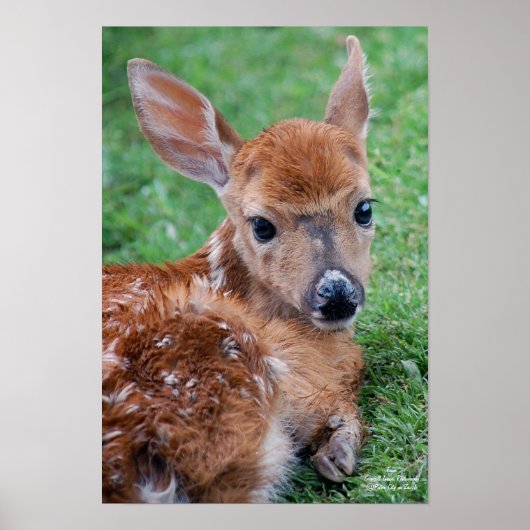 Fawn Poster (Vorne)