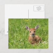 Fawn Postkarte (Vorne/Hinten)