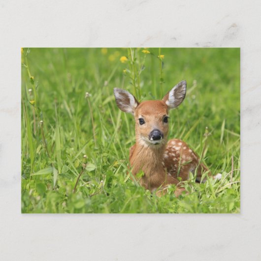 Fawn Postkarte (Vorderseite)