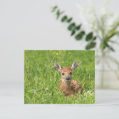 Fawn Postkarte (Stehend Vorderseite)