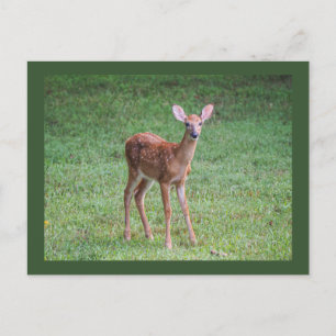 Fawn Postkarte