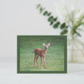 Fawn Postkarte (Stehend Vorderseite)