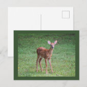 Fawn Postkarte (Vorne/Hinten)