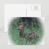 Fawn Postkarte (Vorne/Hinten)