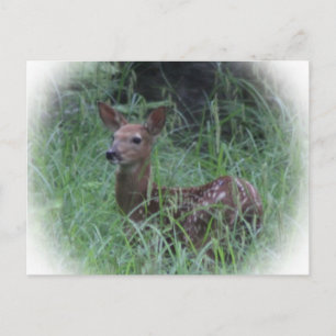 Fawn Postkarte