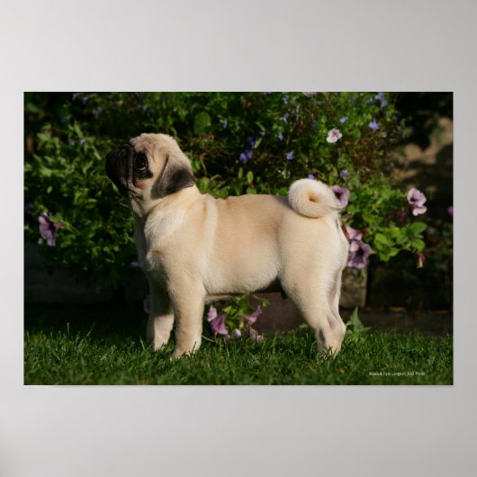 Fawn Pug Profile Poster (Vorne)