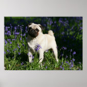 Fawn Pug Standing in the Bluebells Poster (Vorne)