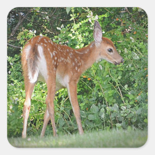 Fawn Sticker