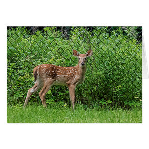 Fawn vor einem Zaun