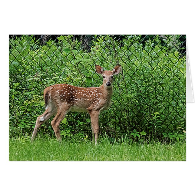 Fawn vor einem Zaun (Vorderseite (Horizontal))