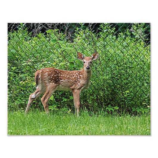 Fawn vor einem Zaun Fotodruck (Vorne)