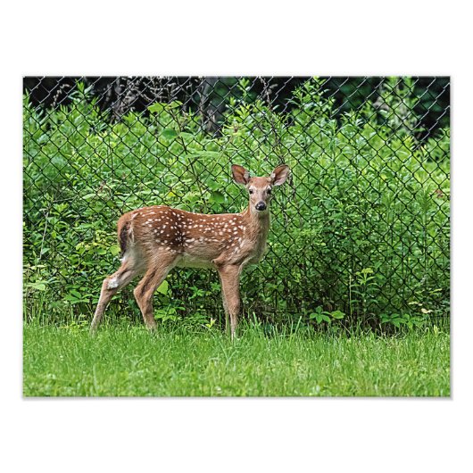 Fawn vor einem Zaun Fotodruck (Vorne)