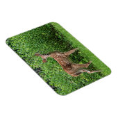 Fawn vor einem Zaun Magnet (Rechte Seite)