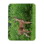 Fawn vor einem Zaun Magnet (Vertikal)