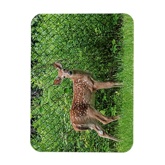 Fawn vor einem Zaun Magnet (Vertikal)