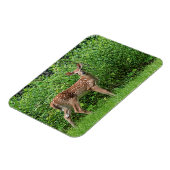 Fawn vor einem Zaun Magnet (Linke Seite)