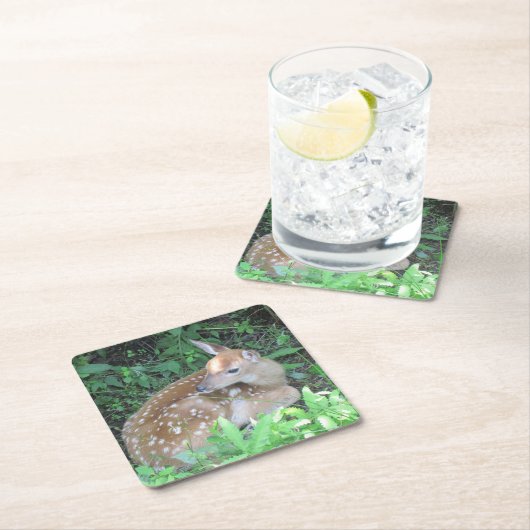 Fawn Wartete für seinen Untersetzer (Vor Ort)