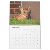 Fawn (Weißschwanzhirsche) 2026 Kalender (Jan 2027)