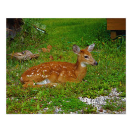 fawn whitetail deer fotodruck