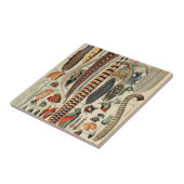 Feather Bird Wildlife Antique Feathers Fliese (Seite)