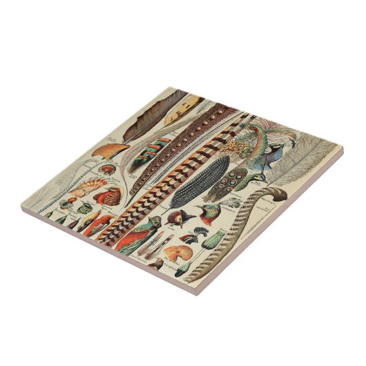 Feather Bird Wildlife Antique Feathers Fliese (Seite)