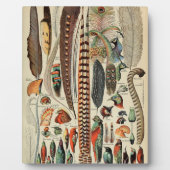 Feather Bird Wildlife Antique Feathers Fotoplatte (Vorderseite)