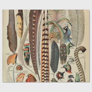 Feather Bird Wildlife Antique Feathers Geschenkpapier
