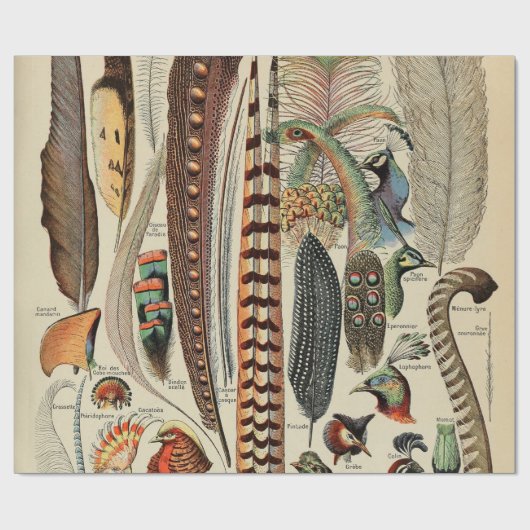 Feather Bird Wildlife Antique Feathers Geschenkpapier (Flach)