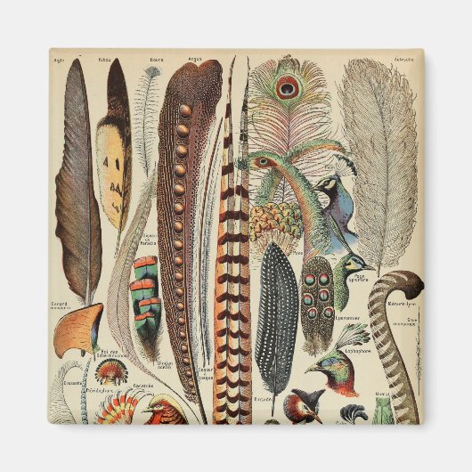 Feather Bird Wildlife Antique Feathers Magnet (Vorne)