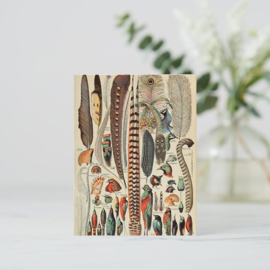 Feather Bird Wildlife Antique Feathers Postkarte (Stehend Vorderseite)