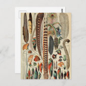Feather Bird Wildlife Antique Feathers Postkarte (Vorne/Hinten)