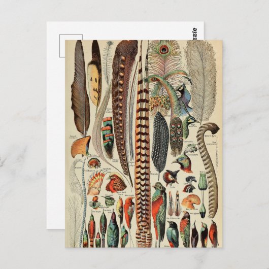 Feather Bird Wildlife Antique Feathers Postkarte (Vorne/Hinten)