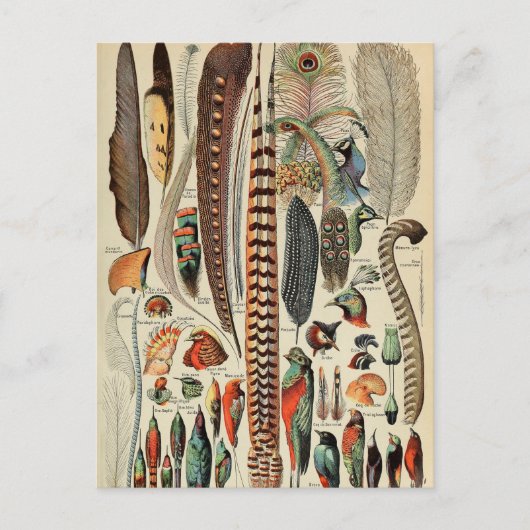 Feather Bird Wildlife Antique Feathers Postkarte (Vorderseite)